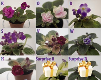 African Violets in 2" Mini Pots ~ In Bloom ~ Your Flower of Choice