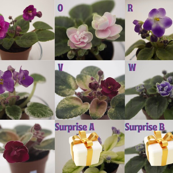 African Violets in 2" Mini Pots ~ In Bloom ~ Your Flower of Choice