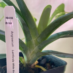 Angraecum Lemforde White Beauty Fragrant and Rare Orchid Not in Bloom image 4