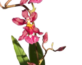 Oncidium Tariflor Lady ' Pretty Girl ' Orchid - Not In Bloom