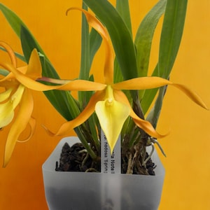 Prosavola Notell {Brassavola nodosa &#39;Spring&#39; x Prosthechea vitellina} ~ Not in bloom