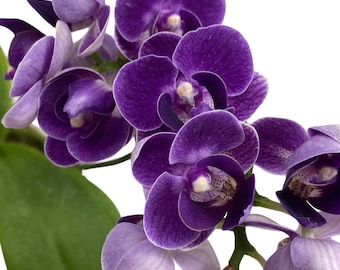 Purple Phalaenopsis Mini Baby Orchid ~ In Bloom
