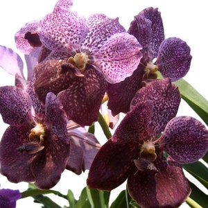 Ascocenda Kultana Brown x Vanda Kultana Violetta Orchid ~ Not in Bloom