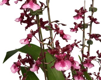 Oncidium Heaven Scent "Sweet Baby" Orchidea profumata - In fiore!