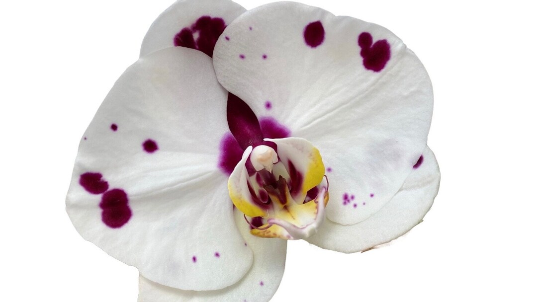 Phalaenopsis Elegant Polka Dots Spotted Moth Orchid in Bloom Etsy
