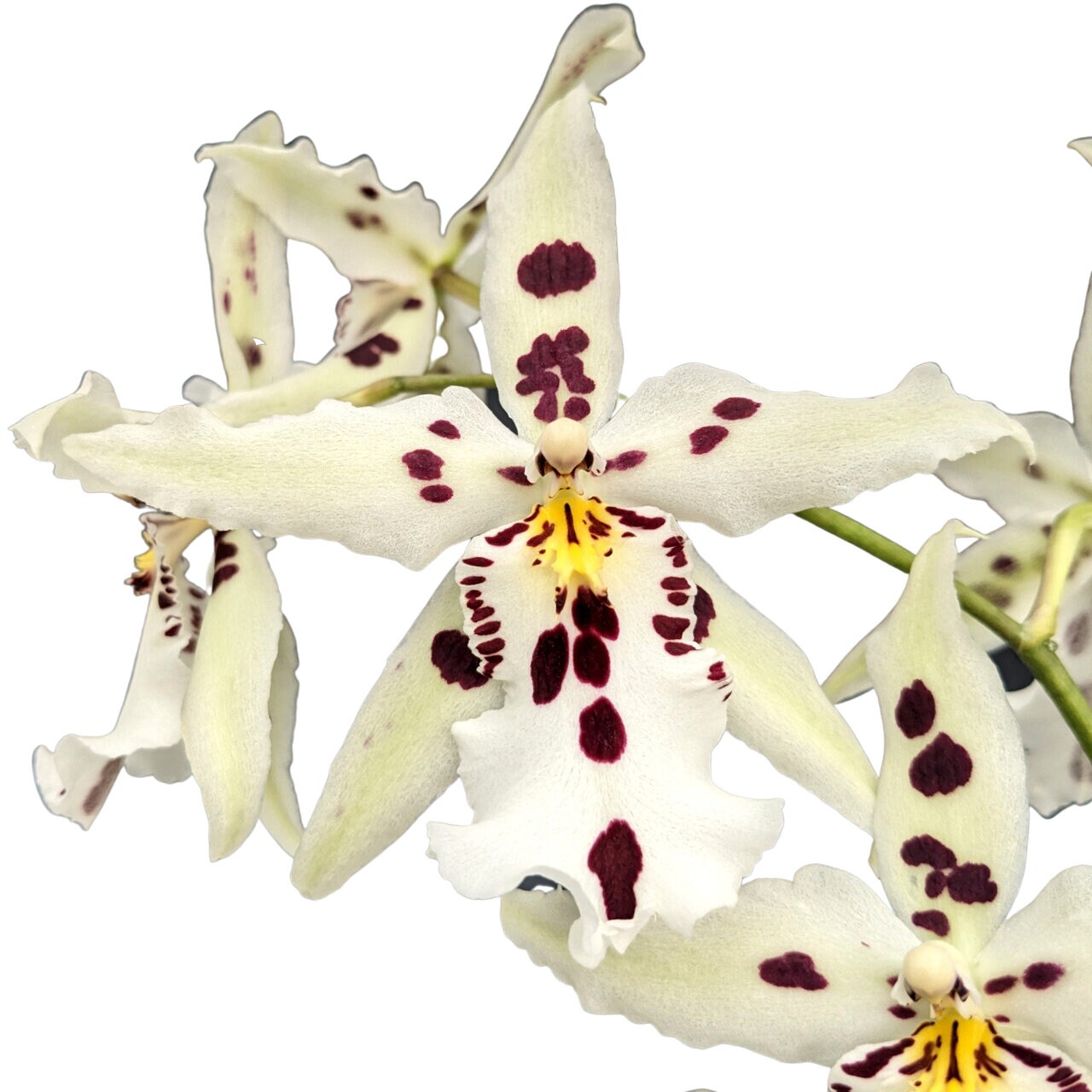 Aliceara Beallara Snowblind 'sweet Spots' Orchid Etsy