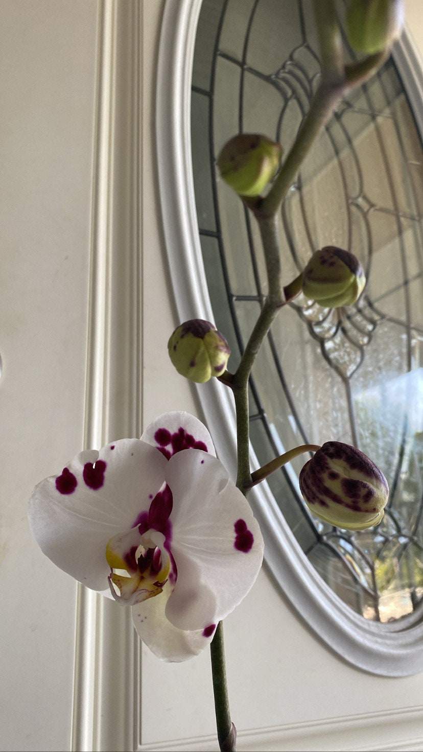 Phalaenopsis Elegant Polka Dots Spotted Moth Orchid in Bloom Etsy