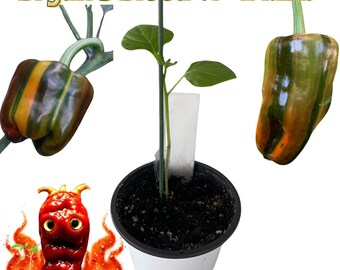 Bryan's Blood (T-E Mix) Chili Pepper Live Plant ~ (2"- 4") Seedling in a 2.8" pot