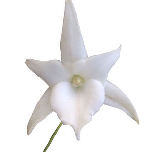 Angraecum Lemforde White Beauty Fragrant and Rare Orchid Not in Bloom image 1