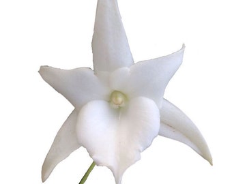 Angraecum Lemforde White Beauty Fragrant and Rare Orchid ~ Not in Bloom