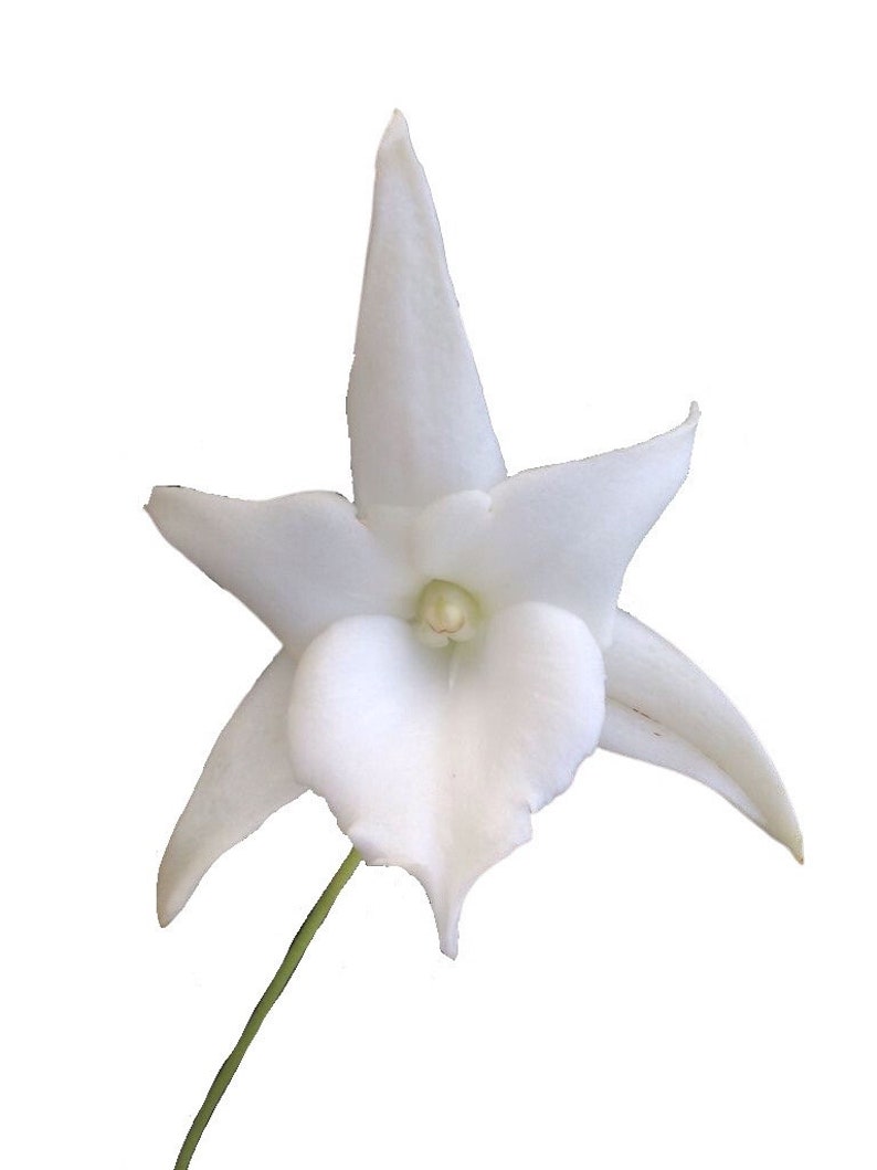 Angraecum Lemforde White Beauty Fragrant and Rare Orchid Not in Bloom image 1
