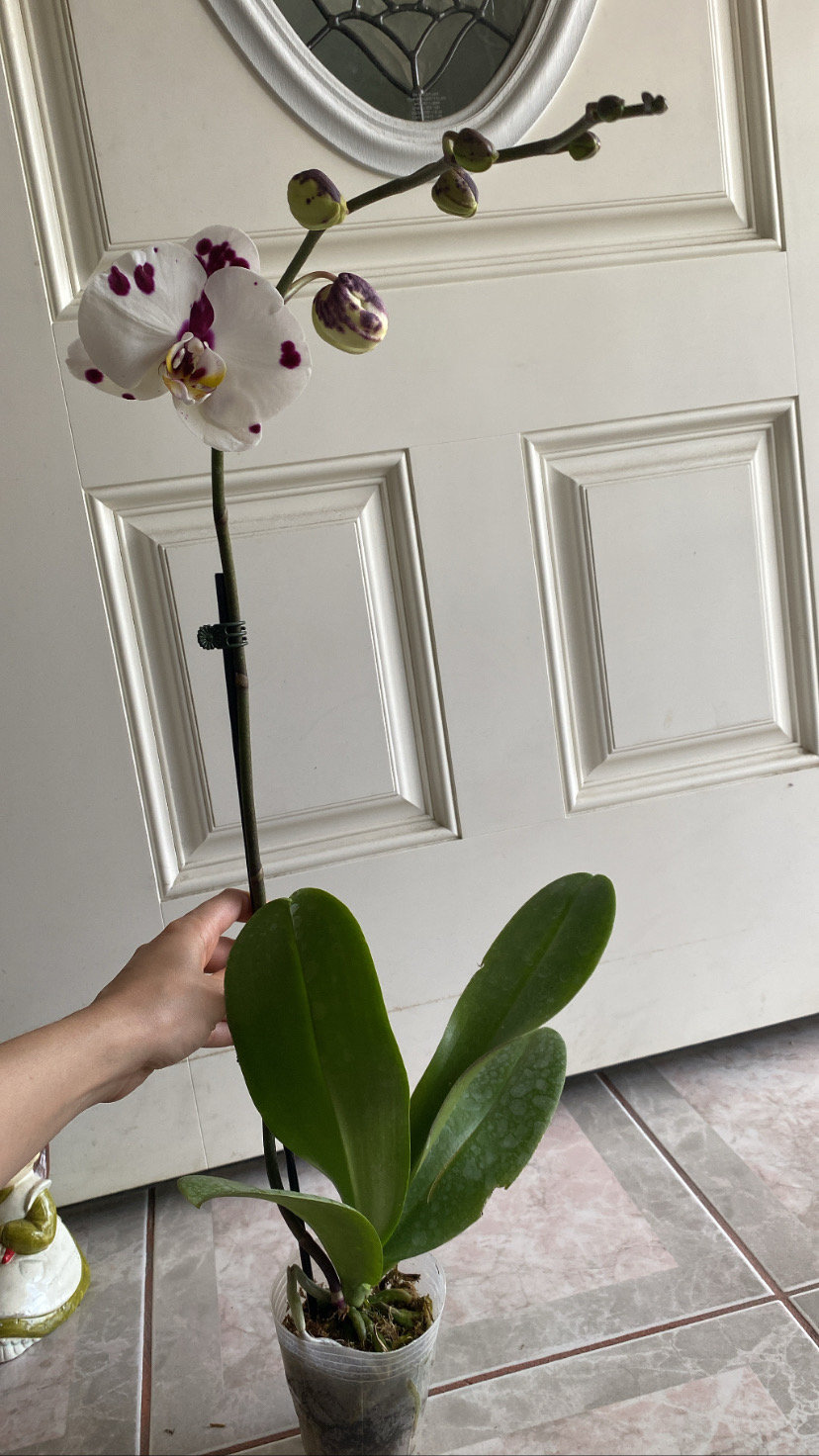 Phalaenopsis Elegant Polka Dots Spotted Moth Orchid in Bloom Etsy