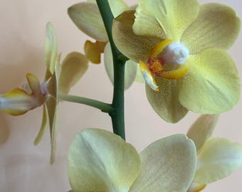Muted Light Yellow Phalaenopsis Moth Orchid ~ In Bloom with Buttons