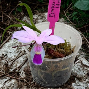 Barkeria uniflora Baby Orchideensämling ~ Nicht in Blüte
