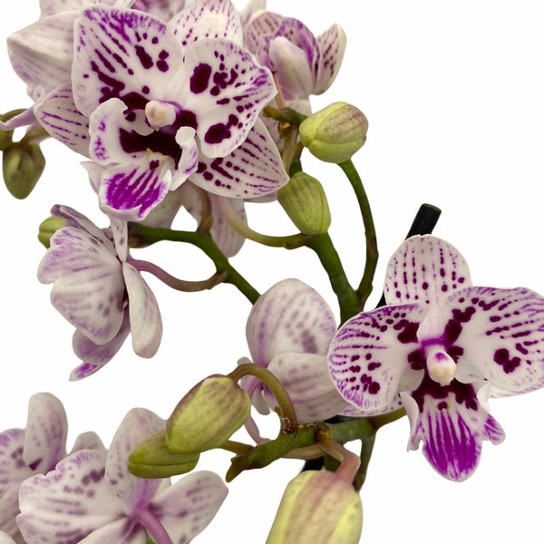 Purple Spotted Harlequin Phalaenopsis Mini Baby Orchid ~ In Bloom with Buttons