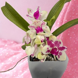 Rhynchostylis gigantea x sib (Cartoon x Red Spots) Fragrant Orchid ~ Not in Bloom