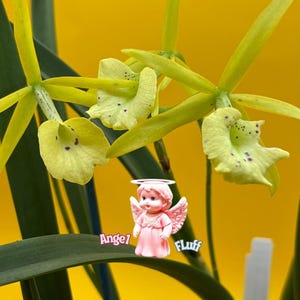 Brassocattleya (Bc. Richard Mueller × B. nodosa) ~ Not In Bloom