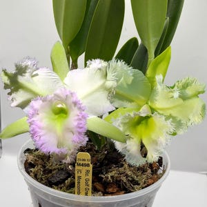 Rhyncholaeliocattleya Golf Green 'Hair Pig' ~ Not in Bloom
