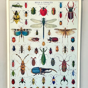 Póster decorativo de papel estilo vintage de Cavallini & Co. sobre insectos (Historia natural) con bastidor de madera artesanal.