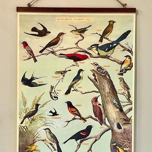 Arte de estilo vintage: Póster decorativo de papel Cavallini & Co. del mapa de aves n.° 1 de Audubon con bastidor de madera artesanal.