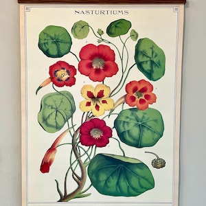 Póster decorativo de papel estilo vintage de Cavallini & Co. de capuchinas con bastidor de madera artesanal.