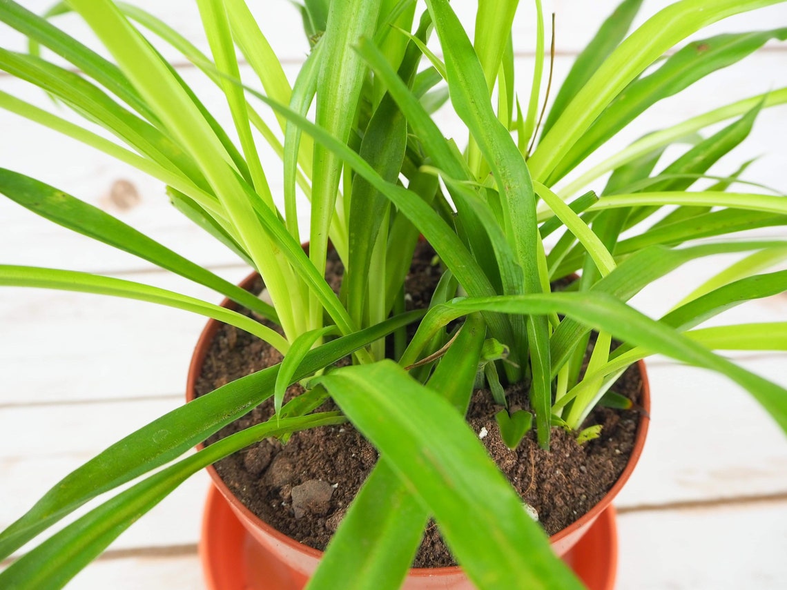 Spider Plant 10cm pot Etsy