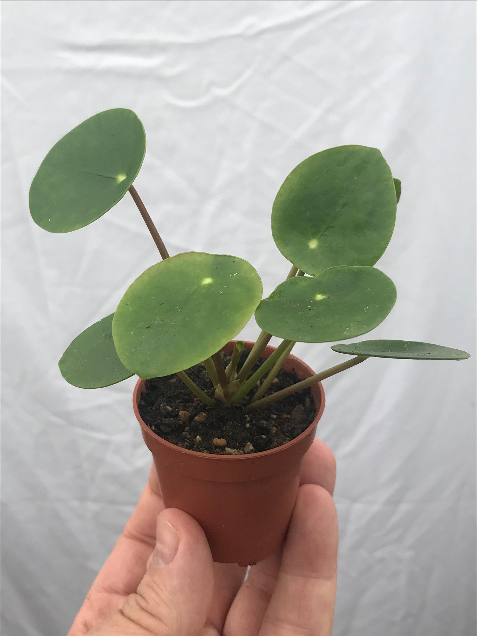 Baby 5.5cm Chinese Money Plant Pilea Peperomioides | Etsy