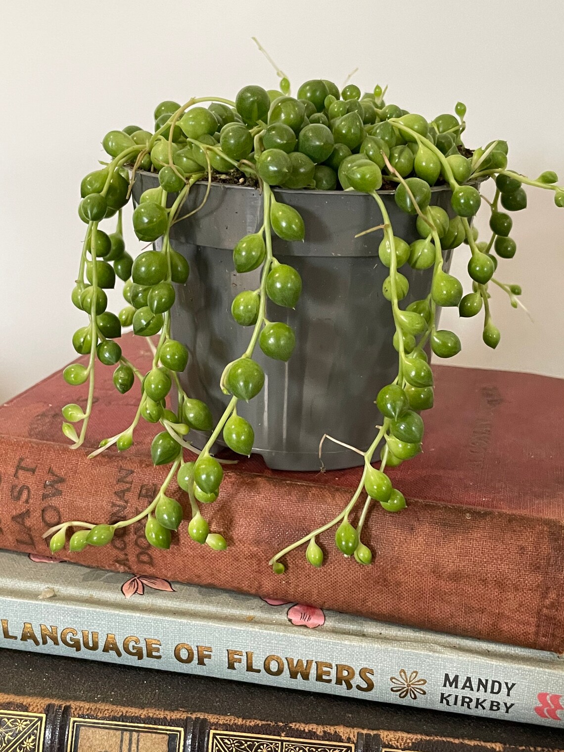 String Of Pearls 11cm Etsy