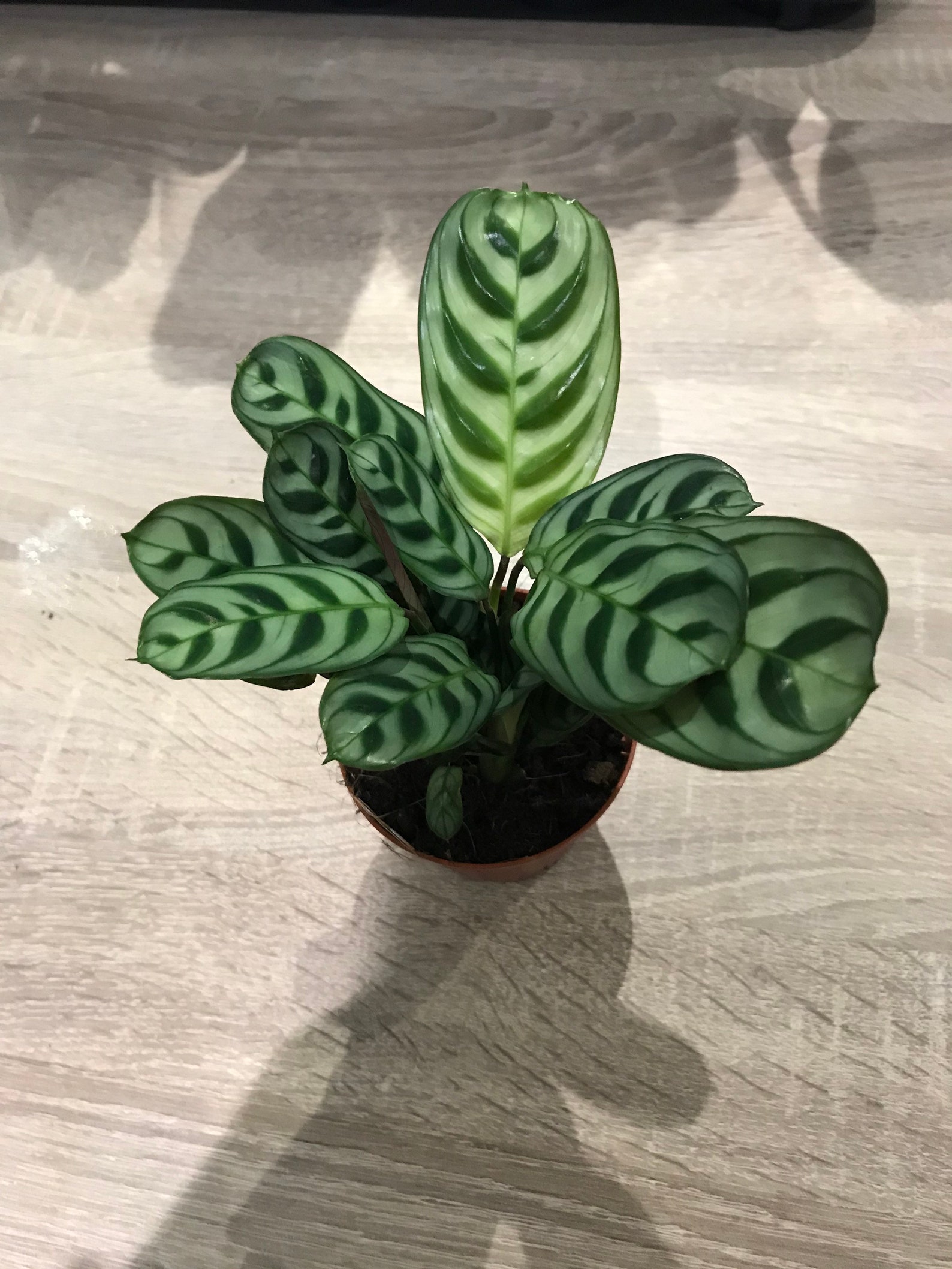 Maranta Amabilis Prayer Plant 8cm Pot Etsy