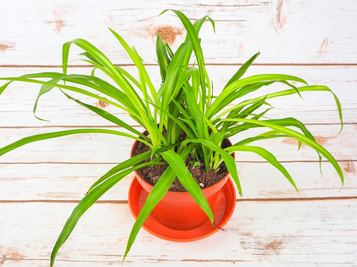 Spider Plant 10cm pot Etsy