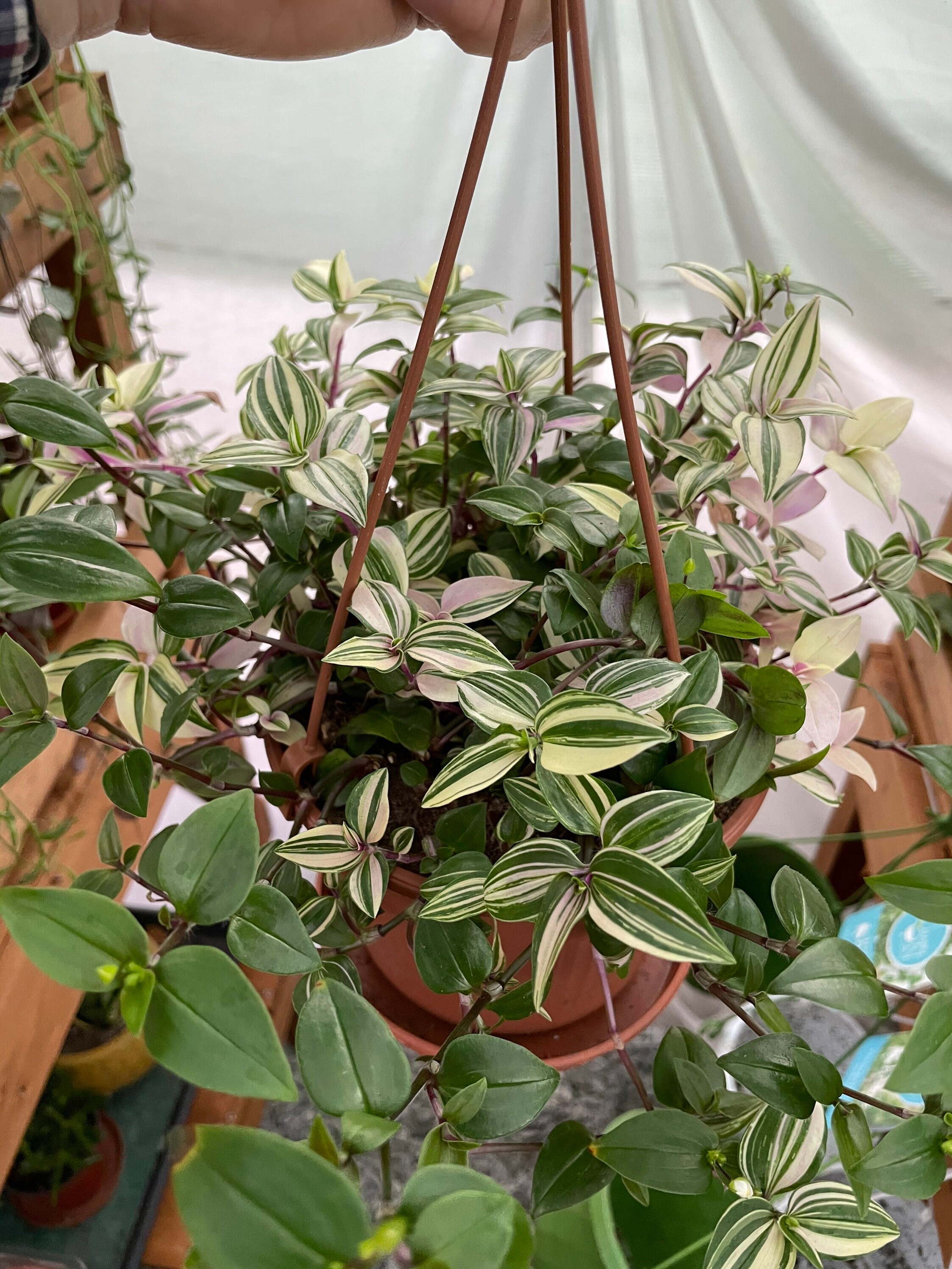Tradescantia Zebrina Quadricolour hanging plant Variegated Etsy