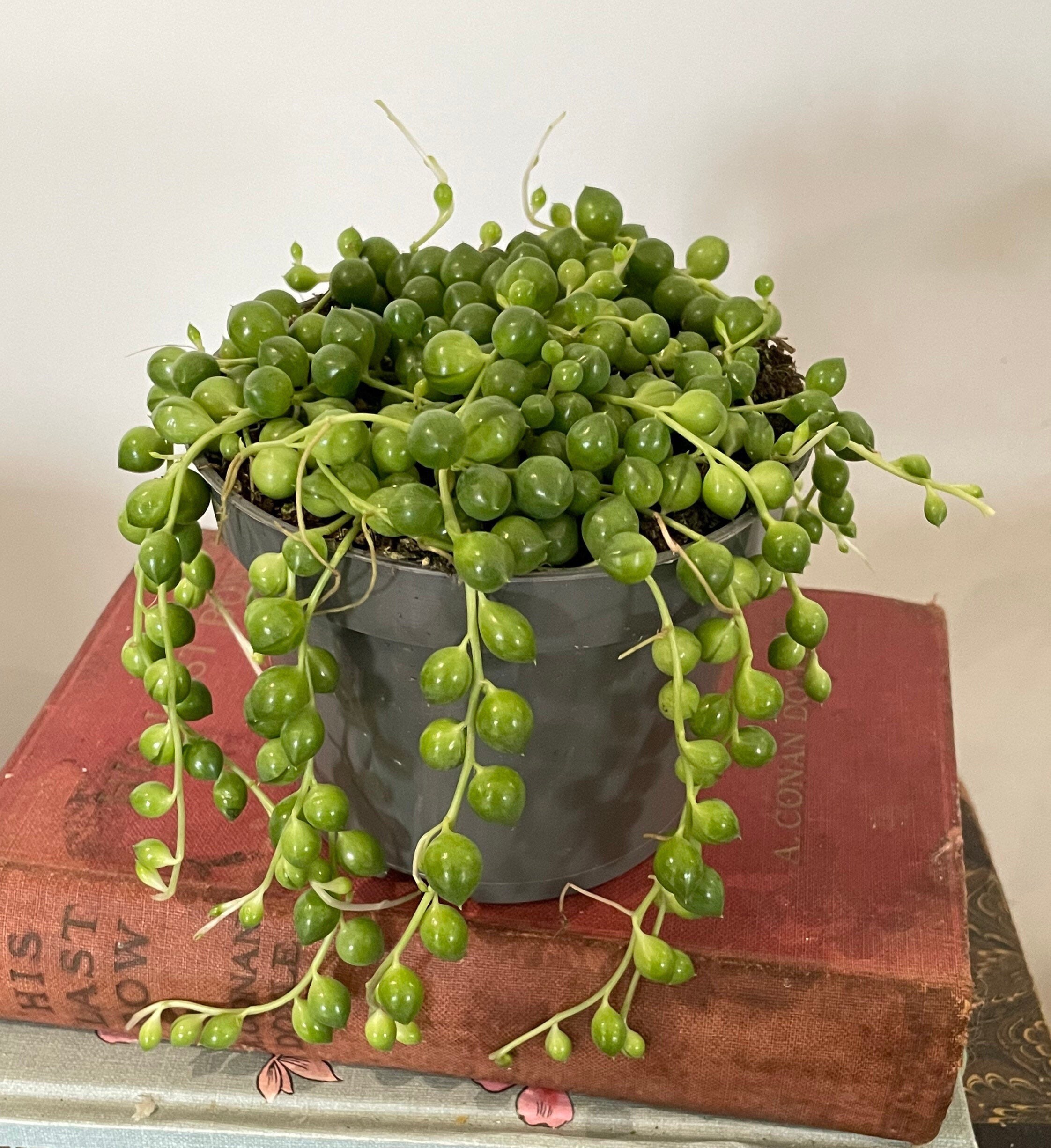 String Of Pearls 11cm Etsy