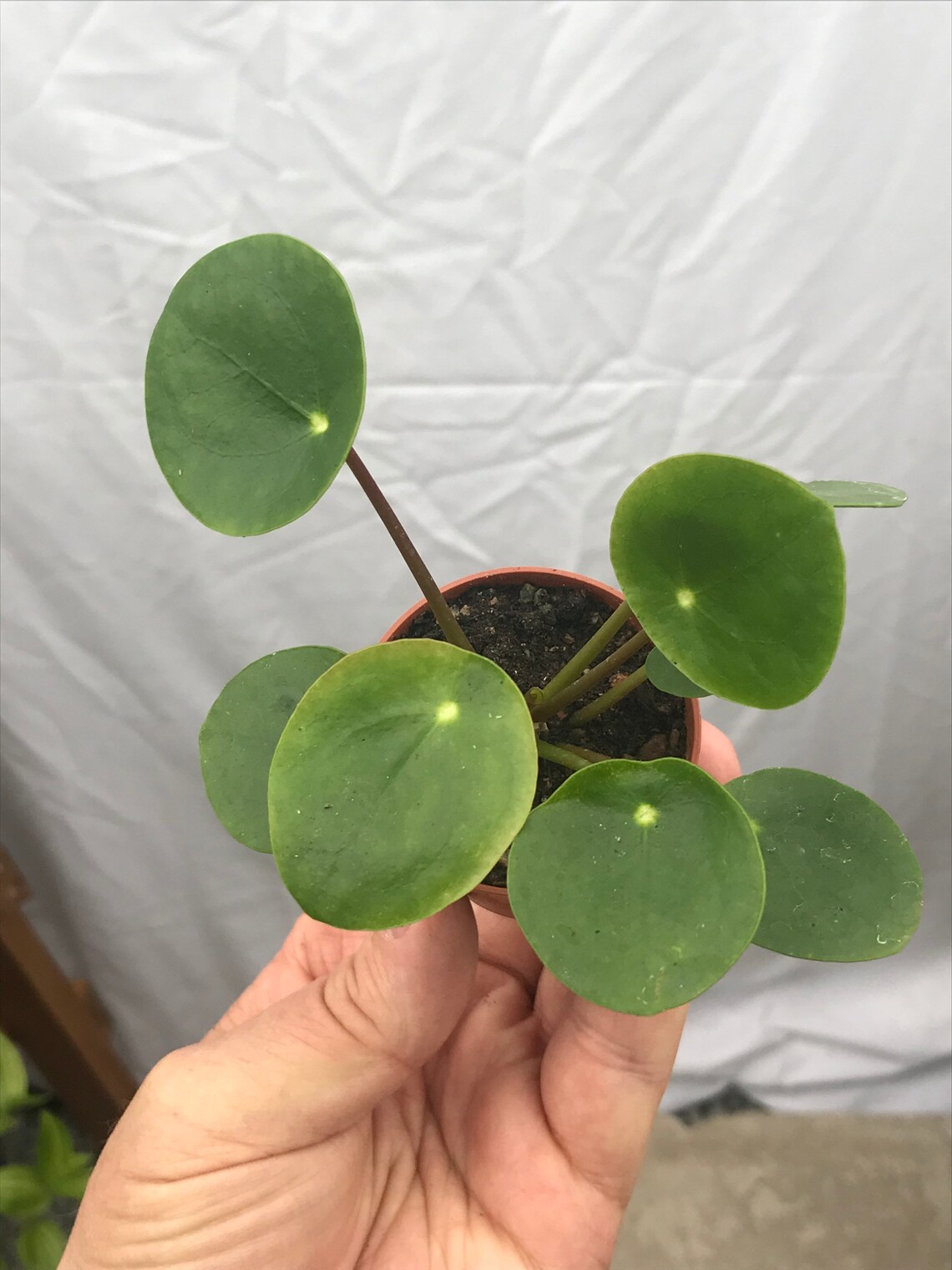 Baby 5.5cm Chinese Money Plant Pilea Peperomioides Etsy