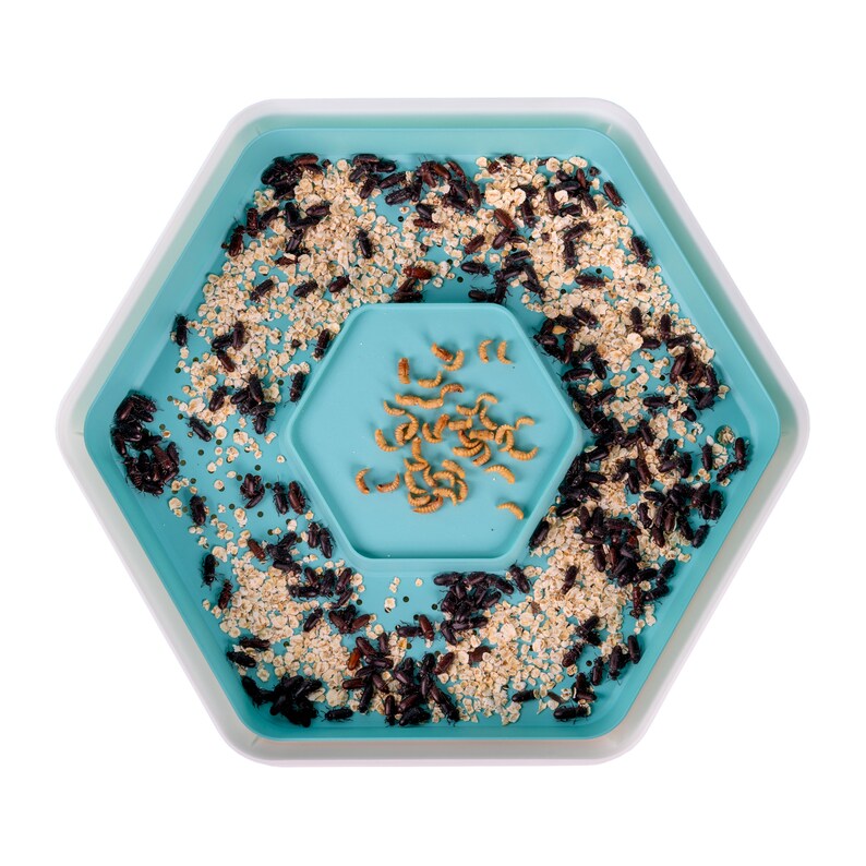 Raiseyourown Mealworms the Bug Factory 3 Pod Mealworm Cultivation