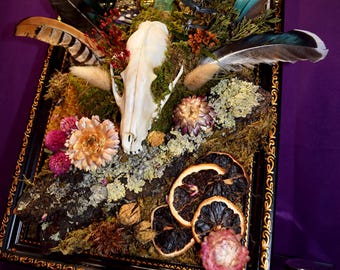 3D Framed Real Fox Skull Shrine