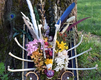 3D Framed Deer Jawbone Ribcage Shrine