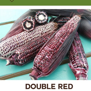 Double Red Sweet Corn Seed Packet 1 2 Oz Package Etsy Double Red Sweet Corn Seed Packet 1 2 Oz Package Etsy