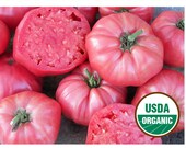 Sudduth 39 s Pink Brandywine Tomato Seed - 25 Seeds