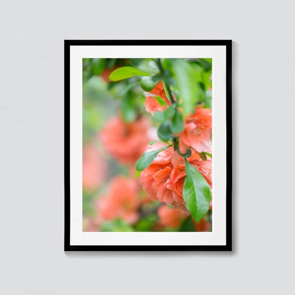 Flowering Quince