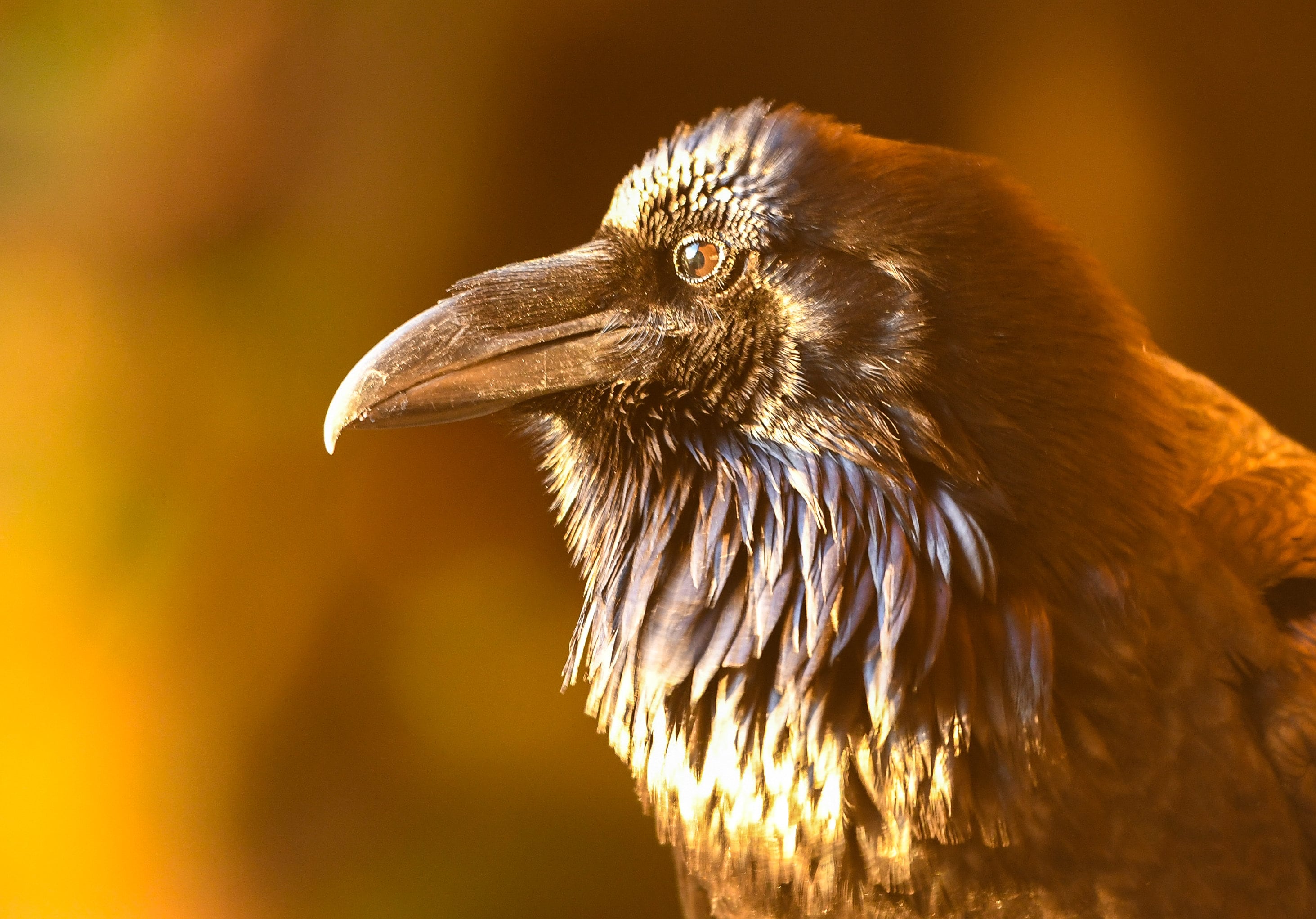 2025 Raven Calendar, Wall Calendar, Ravens Etsy