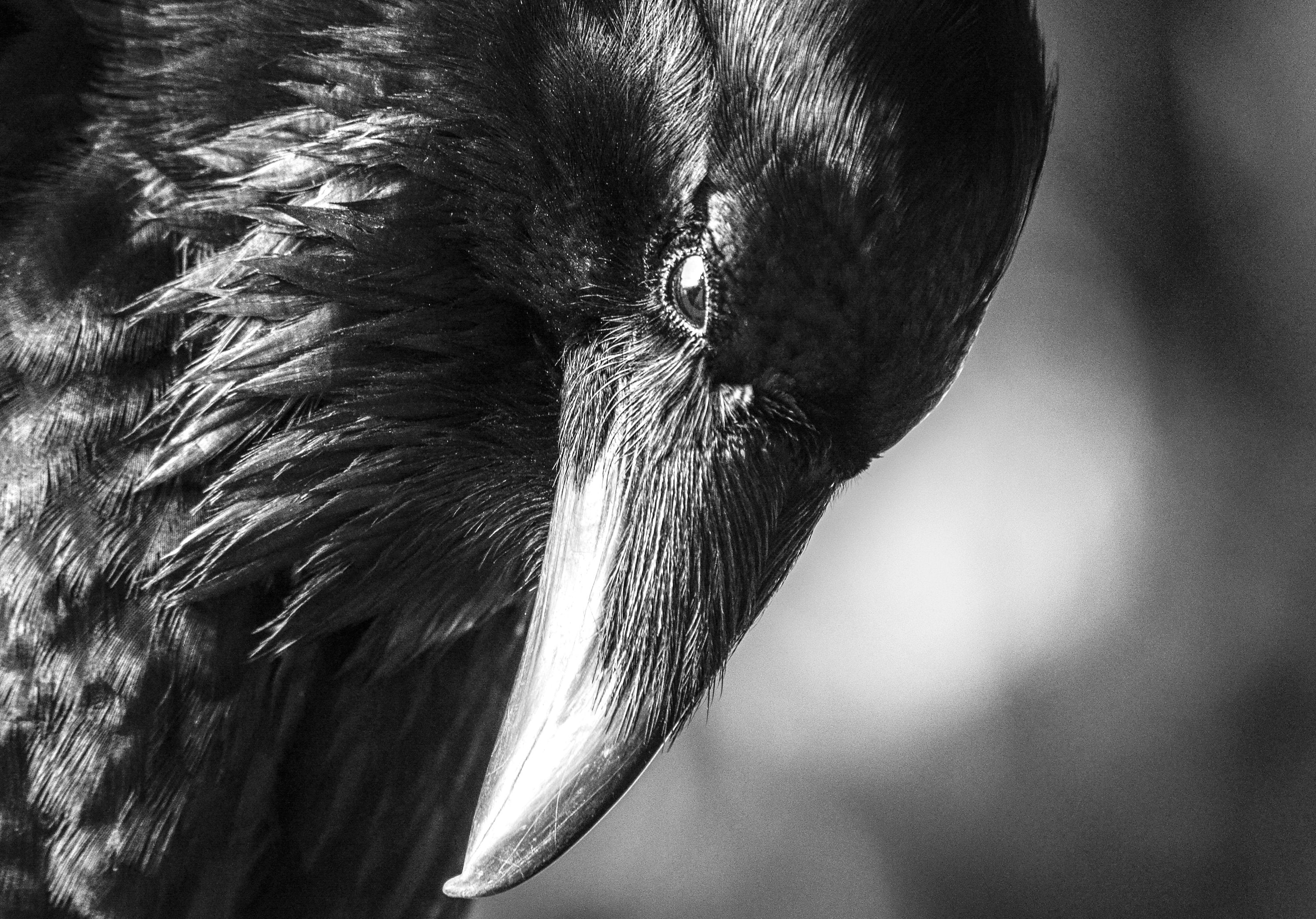 The 2024 Raven Calendar Etsy