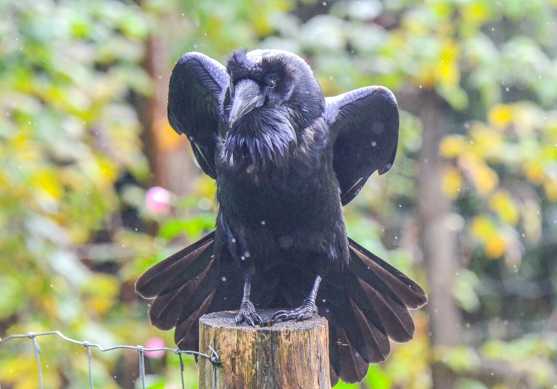 The 2024 Raven Calendar Etsy
