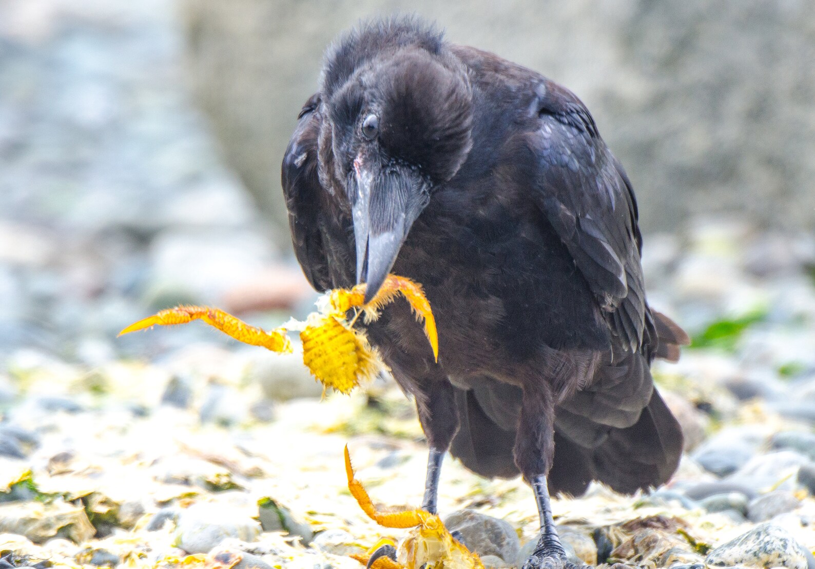The 2024 Raven Calendar Etsy