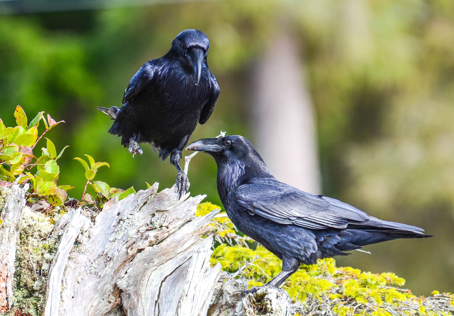 The 2024 Raven Calendar Etsy