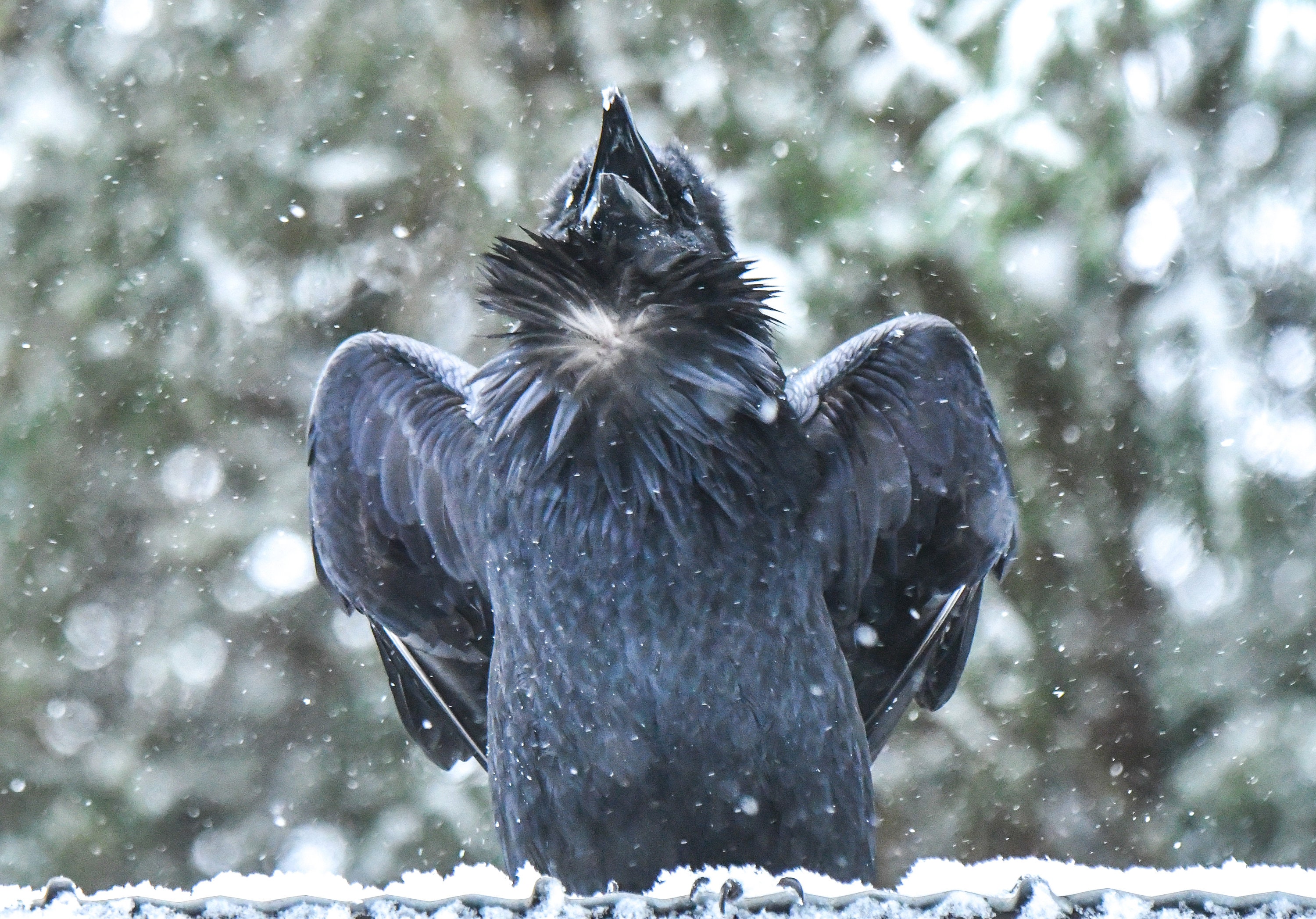 The 2024 Raven Calendar Etsy