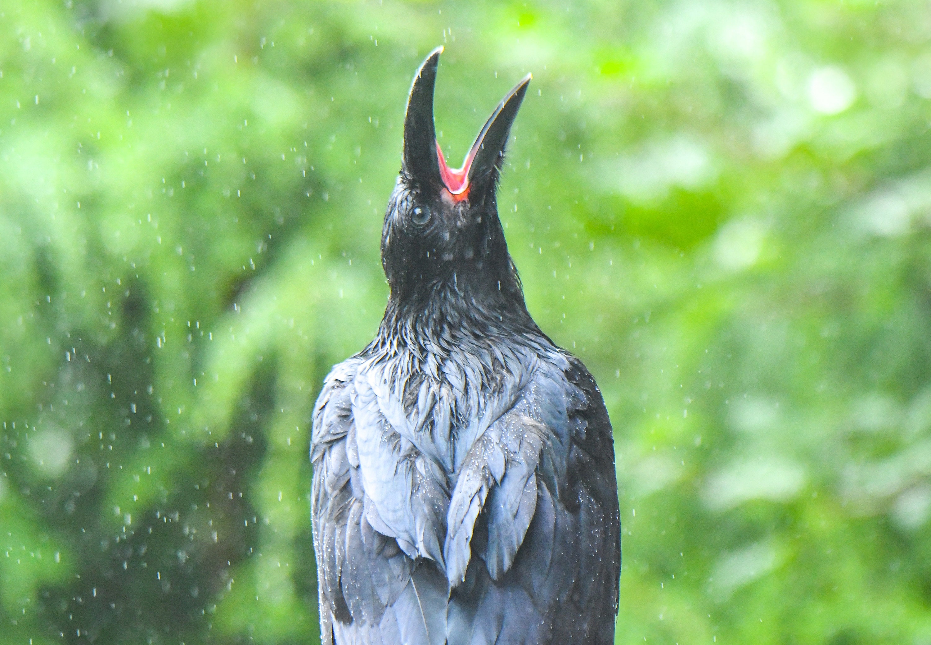 The 2024 Raven Calendar Etsy
