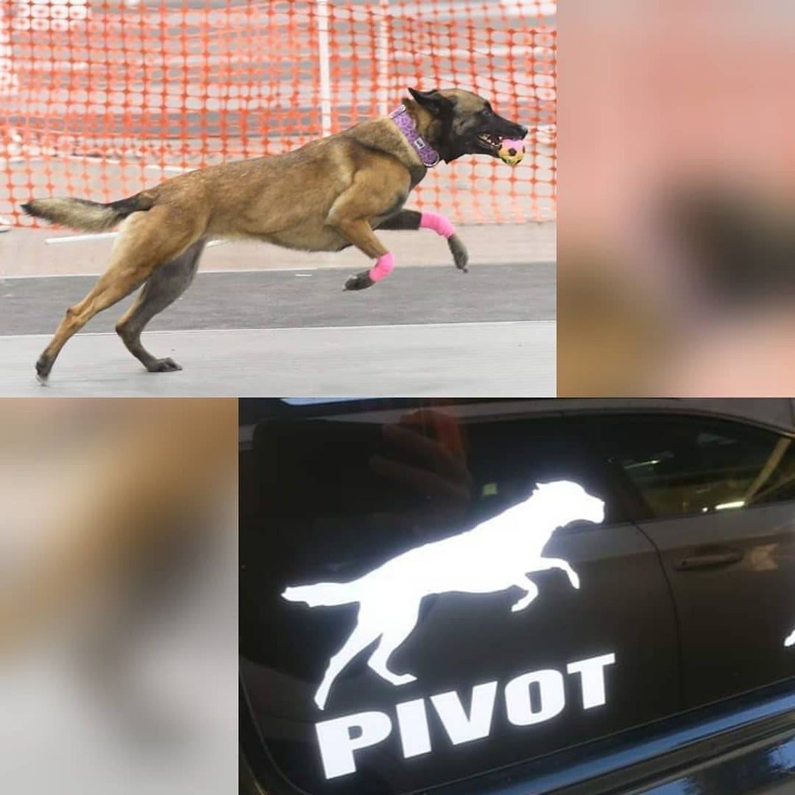 Custom Dog Decal Car Decal Dog Vinyl Sticker Personalized Etsy