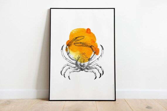 Crab, crustacean, ocean