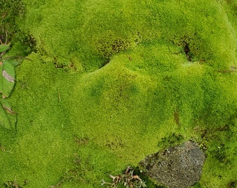 Live Pin Cushion Moss: Bulk Reptile Substrate, Fairy Garden Decor