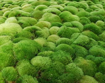 Live Cushion Moss: Fairy Garden, Terrarium, Reptile Habitat